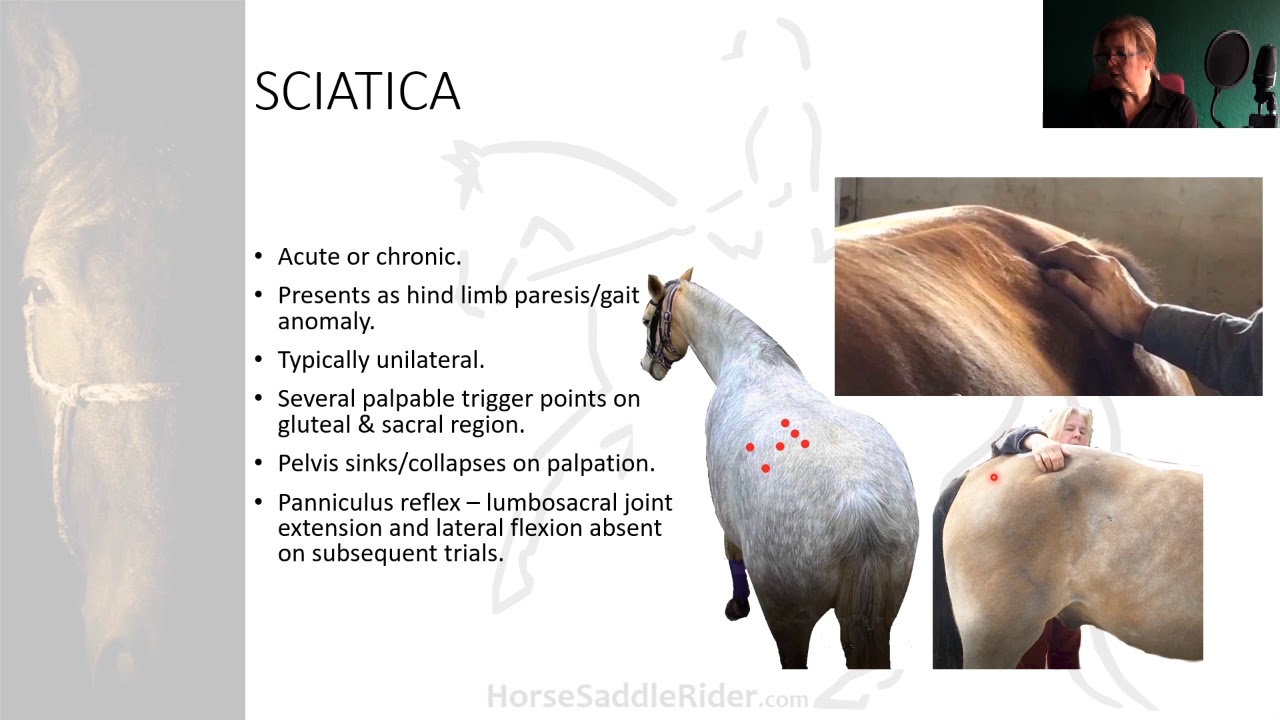 Equine Sciatica. Horse Saddle Rider online course presentation extract