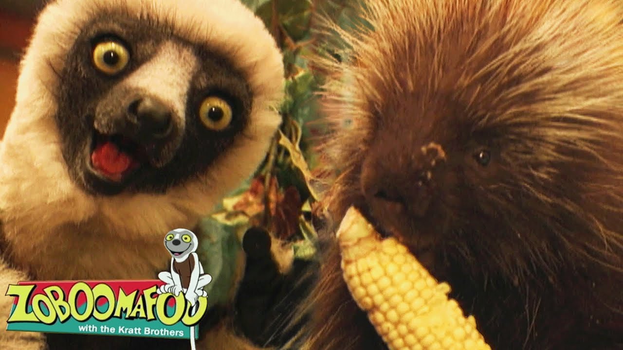 Sentindo-se Bem | Zoboomafoo Português - WildBrain | Episódios Completos para Crianças