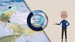 AQUA-Cal+ SUSTAINABLE AQUACULTURE SERIES Eps. 1 - Introduction to Current Shrimp Culture