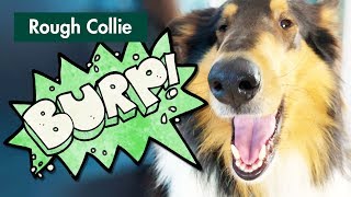 Dog Burps LOUD After a Dinner Treat (Rough Collie 2019) by Our Fuzzy Pals 8,801 views 5 years ago 50 seconds