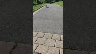 Chihuahua Sprint von 0 auf 100 Beschleunigung beschleunigt rennt sprintet rast Ziellinie Hund fit