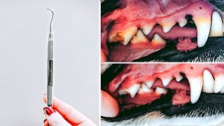 The Top 2 Best Ways To Clean Your Dog's Teeth