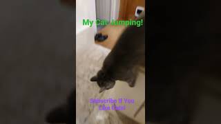 My Cat Jumping! #shorts #shorts #video #short #viral #cat