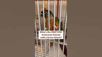 First Step to Become Friends with a Green Cheek Conure #bird #care