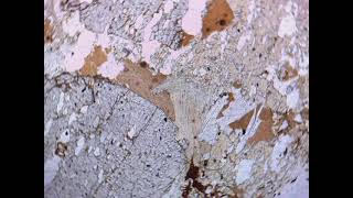Famous Pleochroic Biotite in PPL in Thin Section Net Worth