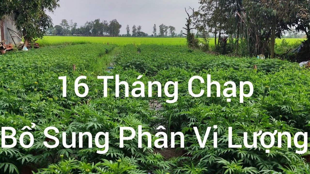 Bổ Sung Phân Bón Vi Lượng Giúp Bông Sáng Màu Sắc Đẹp 