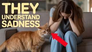 Your Cat Knows When You’re Sad – Science Explains Your Cat Knows When You’re Sad – Science Explains