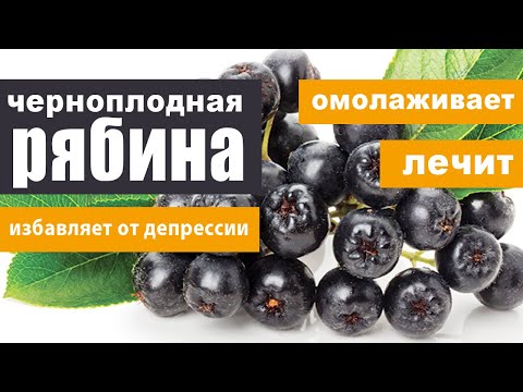 Видео: Арония арония - полезни свойства и използване на арония, сок и рецепти от арония