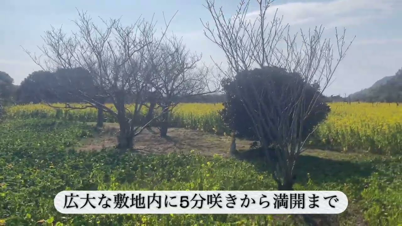 ３分間の旅日記　伊良湖菜の花まつりに行ったきました