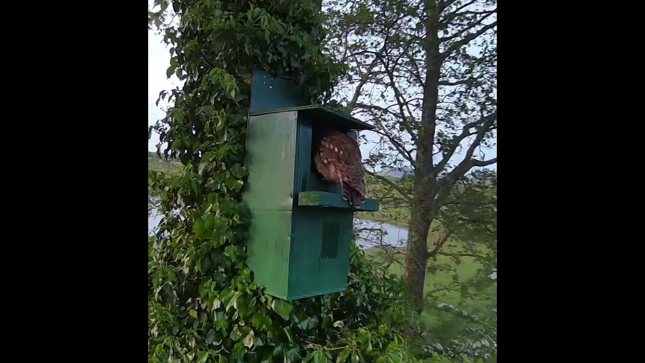 Tawny Owl looking at a box 1