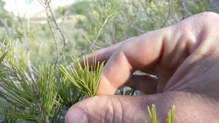 USOS TRADICIONALES DE LAS PLANTAS:  EL PINO