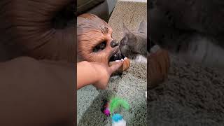 Star Wars Chewbacca meets kitty for the first time. Fun Silly video of cat meeting Chewbacca's Mark by RealReviews YS 15 views 4 years ago 2 minutes, 49 seconds