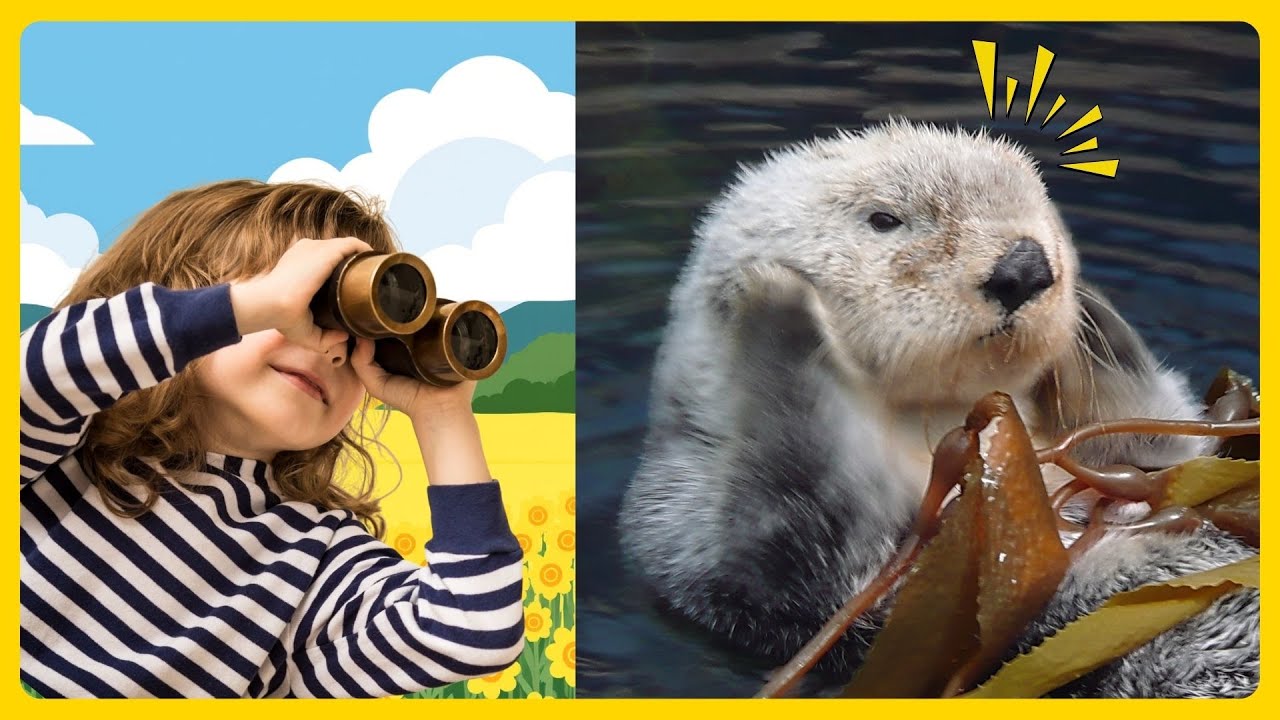 Guess Cute & Rare Animals of the Forest & Desert | Fun Animal Sounds Game for Kids | PACKED EPISODE