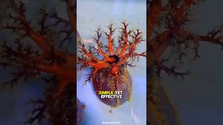 The way Sea cucumbers eat is unbelievable.