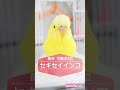 人気の鳥さんランキング❣トップ10　#Shorts