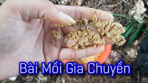 bài mồi câu cá tra sông cá mè vinh gia chuyền của cần thủ mền tây | HOANG MIEN TAY