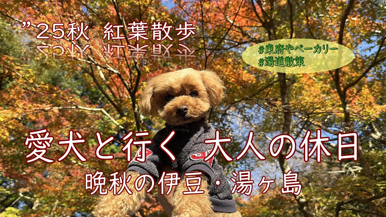 【伊豆紅葉🍁】’25年秋愛犬と伊豆へ。足湯ベーカリーと幸福の出会い橋を散策｜Bakery&Table 東府や・湯道