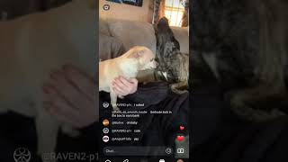 #music#fun#laughter only way u should ever end a stream haha with the animal choir❤️❤️❤️🤣👍🤭