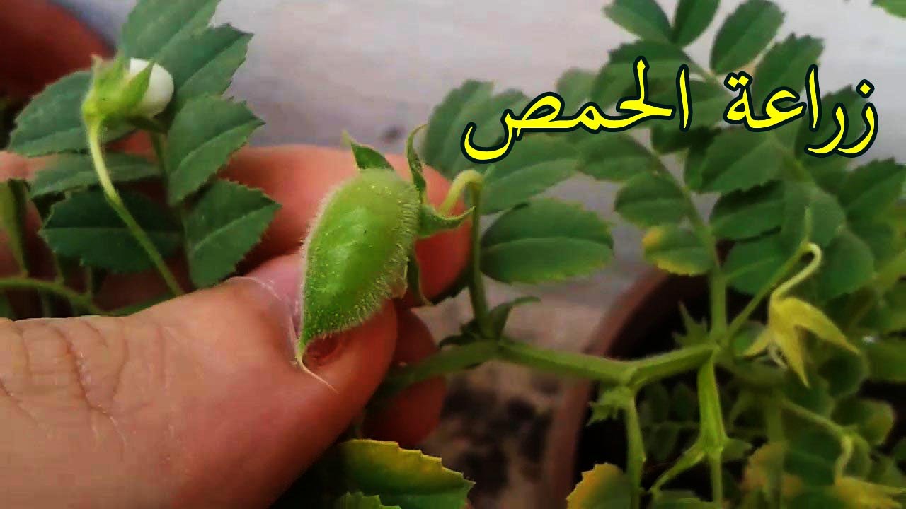 زراعة الحمص في المنزل Youtube