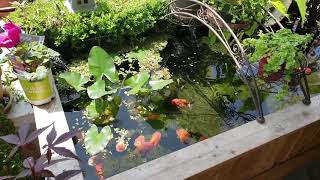 Planted Ranchu Pond