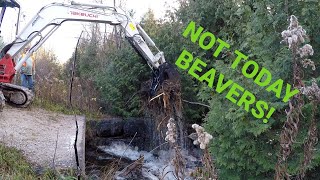 CAN THIS MINI-EX SMASH A BEAVER DAM OUT?