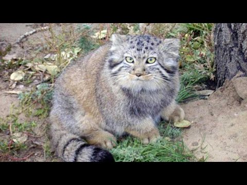 Video: Kediler Nasıl Avlanır