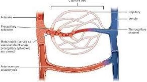 Arteriovenous Anastomosis CPT code - simplify medical coding