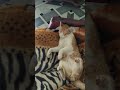 #pets #cute cat #study #studywithmeandmycat