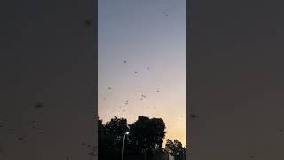 💥#asmr #birds #singing #viralvideo #shorts💥#helenlifeinaustralia