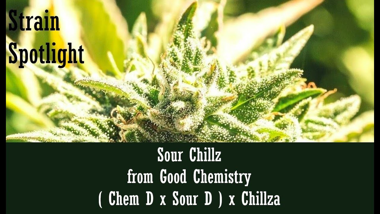 Sour Chillz Strain Spotlight!