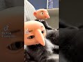 #cat #edit #ai #funny #viral