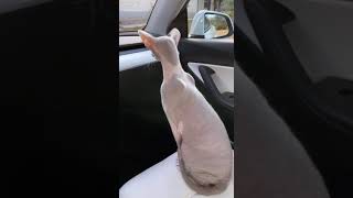 Peterbald cat looking for his sister