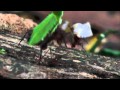 Leafcutter ants on Barro Colorado Island (Panama)