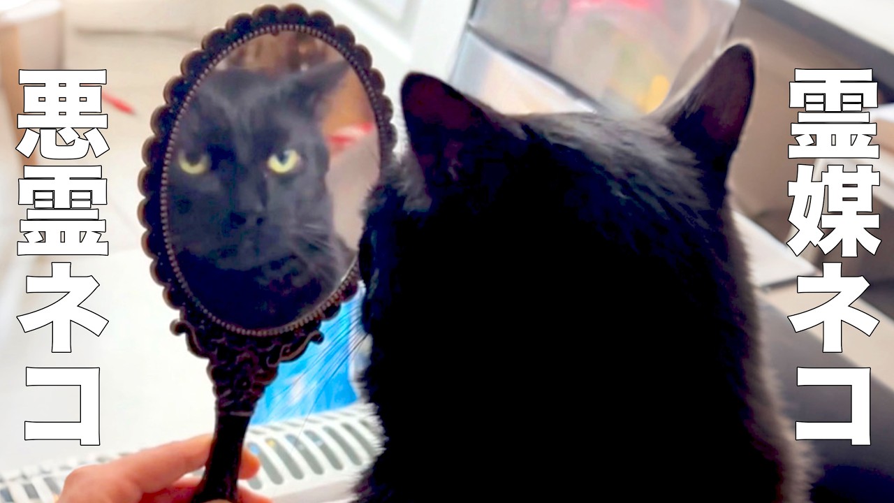 A carefree medium cat and a harmless evil spirit cat [Voiceover
