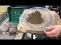 The Moss Experiment. Part 2. 11-Feb-2024