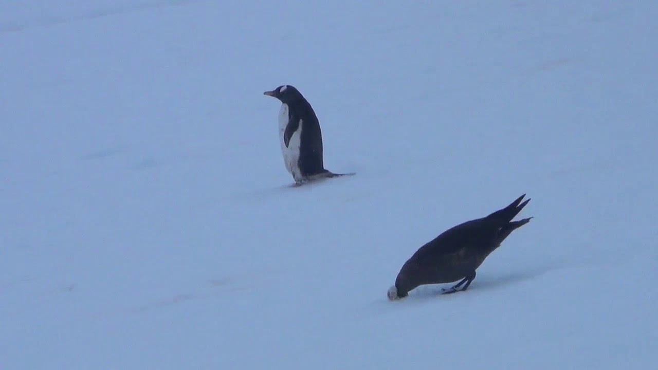 Skua eating Penguin egg Antarctica December 2016 
