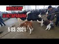 Молбозори ш Истаравшан