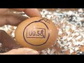 Raw Egg Peeling Asmr Live #44