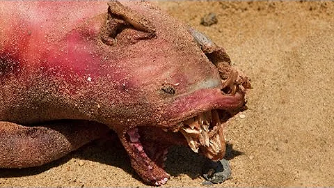 MYSTERY "HELL PIG" CREATURE