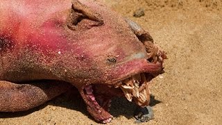 MYSTERY &quot;HELL PIG&quot; CREATURE