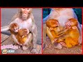 OMG It's So Cute! Twin Monkey Baby Is Hugged And Protected By Mother