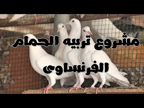 كيفية التغذية للحمام اللاحم