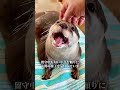 カワウソは退屈になると、暇つぶしに石で遊びます。