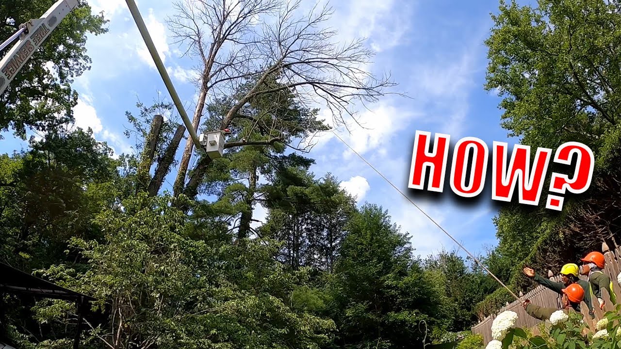 These Trees Were In The Worst Possible Spot | Difficult Removal - YouTube