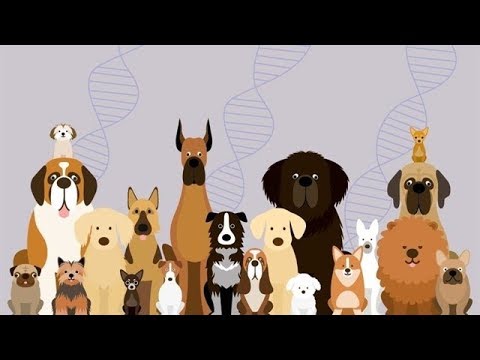 Video: Genética De Perros Y Gatos: Todo Lo Que Necesita Saber