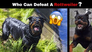 6 Dogs That Could Defeat a Rottweiler