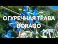 Огуречная трава (Медоносные растения ) | ПчелоСад