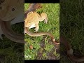 एशियाई बुलफ्रॉग सांप का शिकार कर रहा है #india #tiktok #foryou #fortnite #foryoupage