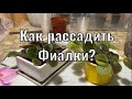 Как рассадить Фиалки? Правила для всех стадий развития)