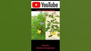 Incazelo ngeNtuma/Solanum marginatum. Kholo Khumalo TV📺